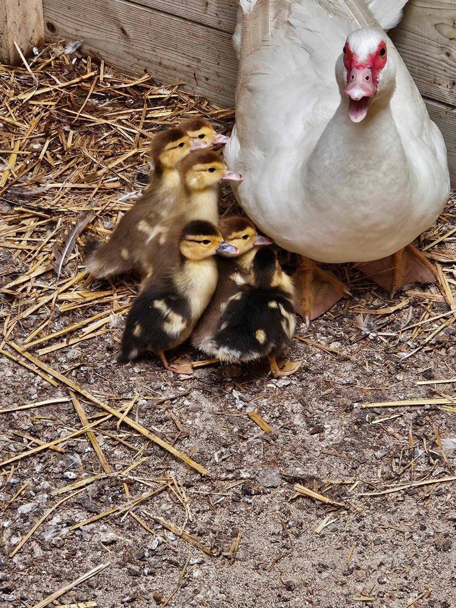 Gite Canard Fromelles Buitenkant foto
