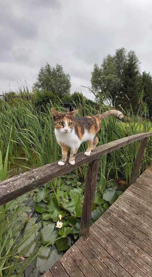 Gite Canard Fromelles Buitenkant foto